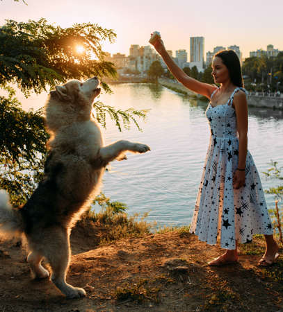 Young woman plays with Malamute dog and feeds it by ice cream in park against background of river...