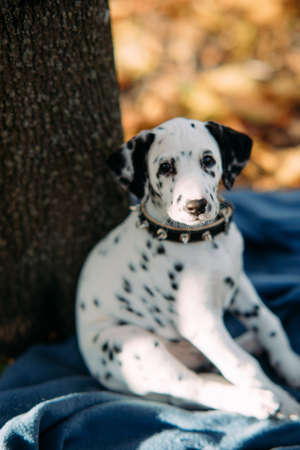 Tired puppy of dalmatian dog rests on the coverlet near trunk tree while walking in autumn park.の写真素材
