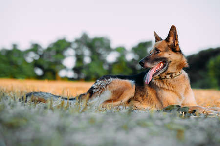 East-european shepherd dog lying down on mown meadow and resting during walk.