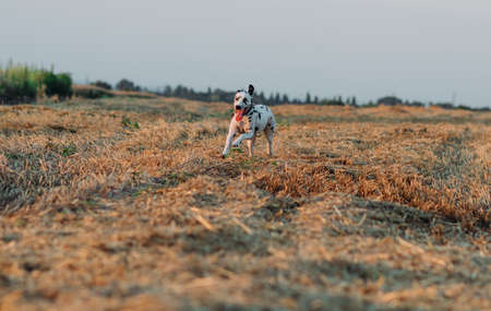 Dalmatian dog runs on mown field during walk.の写真素材