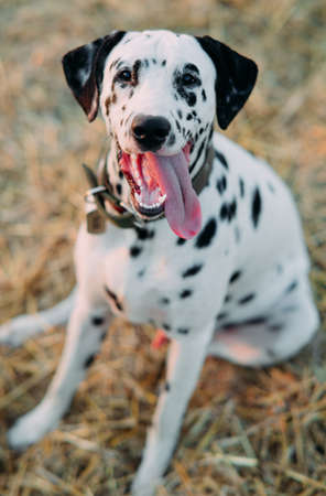 Portrait of Dalmatian dog with collar and nameplate during walking on meadow.の写真素材