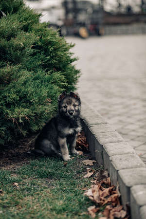 Small wolf-like puppy is sitting on the lawn with juniper near sidewalk.の写真素材