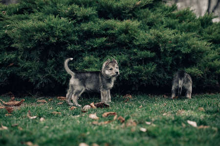Two small wolf-like puppies are playing on the lawn near juniper.