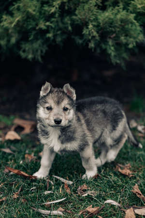 Small wolf-like puppy is walking on the green grass on the lawn.
