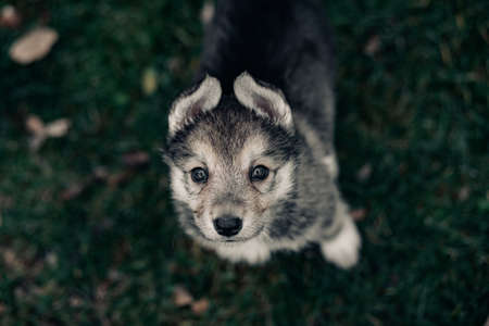 Portrait of small wolf-like puppy on the lawn. Top view.の写真素材