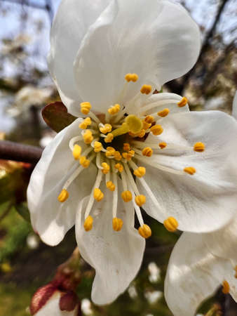 Macro shot of blooming cherry flower with white petals, yellow stamens and pestle.
