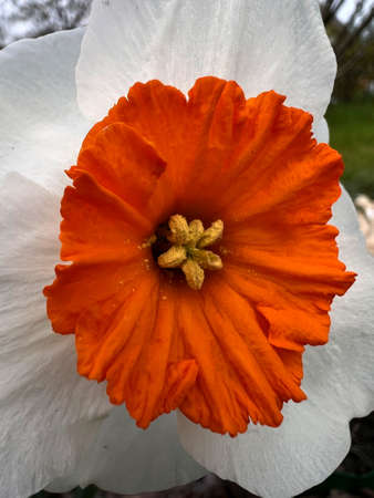 Macro shot of tender narcissus flower with yellow stamens and pollen on orange crown.の写真素材