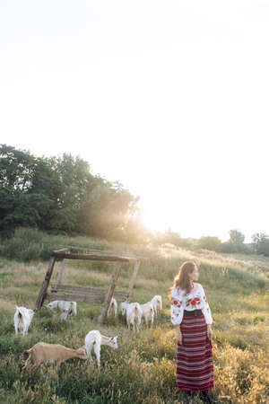 Young Ukrainian woman grazes goats in traditional national embroidered shirt and skirt on pasture at sunset. Ethnic ukrainian national clothes style, embroidered shirt. Rural scene.の写真素材