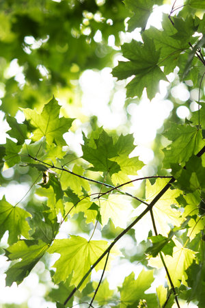 Bottom view to maple branch with green leaves against sky and sun background. Image with backlit.