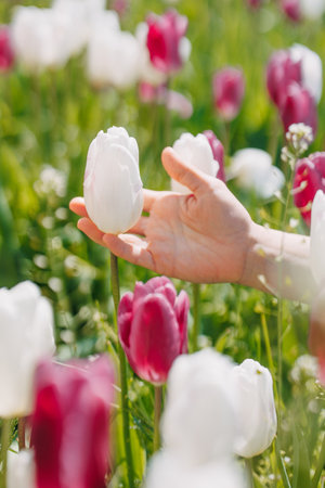 Woman hand touches white flower of blooming tulip against background of another growing tulips. close-up.の写真素材