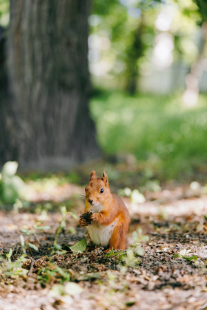 Squirrel sitting on the ground in forest, holding food with its paws and eating against tree trunk...