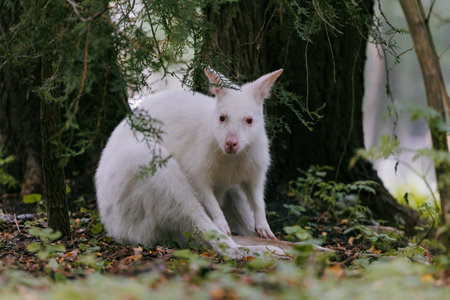 Australian red-necked albino wallaby sitting under the tree in park. Close-up. Albino variation of Bennett's wallaby.の写真素材
