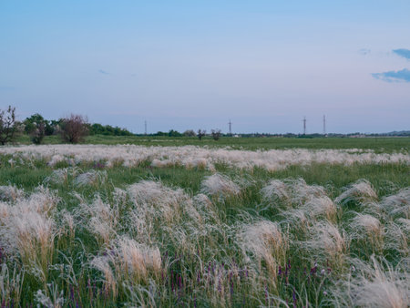 Feathergrass field at sunset with soft pastel sky and distant tree line in Ukraine. Peaceful summer landscape in the steppe, natural beauty, calm atmosphere, and gentle movement ofの写真素材