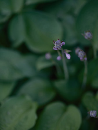 Close-up of a few delicate purple hosta flowers with blur green leaves. Detailed natural texture, backgrounds for themes of gardening, botany, greenery, and ornamental plants. Blur backgrounds.の写真素材