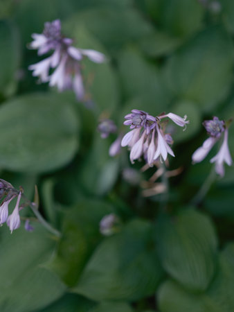 Close-up of a few delicate purple hosta flowers with blur green leaves. Detailed natural texture, backgrounds for themes of gardening, botany, greenery, and ornamental plants. Blur backgrounds.の写真素材