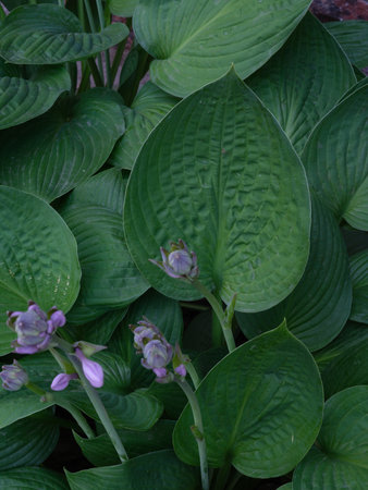 Close-up of lush green hosta leaves with a few delicate purple flowers. Detailed natural texture and rich foliage, backgrounds for themes of gardening, botany, greenery, and ornamental plants.の写真素材