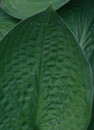 Close-up of lush green hosta leaf with ribbed venation. Detailed natural texture and rich foliage, backgrounds for themes of gardening, botany, greenery, and ornamental plants.の写真素材