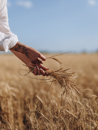 Hands of woman with tattoo in white shirt collects wheat earls in golden wheat field under blue sky. Peaceful rural summer scene with natural beauty and sunlight. Close-up.の写真素材