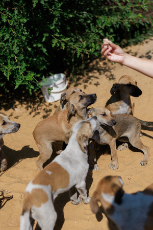 Small puppy stands on hind legs, reaching for human hand. Photo captures moment of trust and...