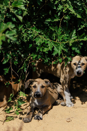 Two small, stray puppies hide and rest together in shade under a bush on a sunny day. Quiet place...
