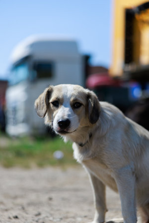 White and brown stray dog sits alone on a dirt ground, looking directly at the camera with sad eyes. Sense of loneliness and vulnerability. Homeless animal care, compassion, hope and rescue concept.の写真素材