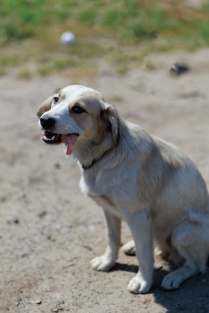Hungry stray puppy with bone or piece of meat in its mouth looks up. Moment of survival and gratitude in a harsh urban environment. Homeless animal care, compassion, hope and rescue concept.の写真素材