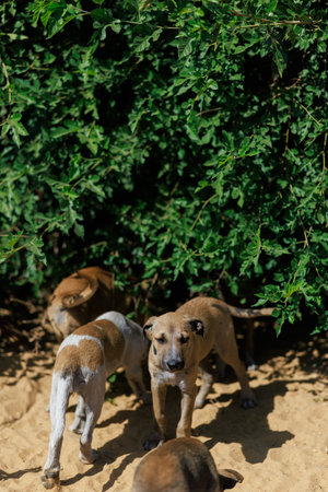 Group of small, stray puppies hide under a leafy bush, seeking refuge from hot sun. One looks at the camera with sad expression. Homeless animals rescue concept.の写真素材