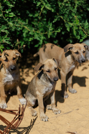 Three small, stray puppies on sandy ground. One puppy sits in front with a contemplative expression, while two others stand behind. Homeless animals, vulnerability and need for care.の写真素材