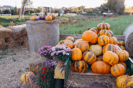 Large, vibrant outdoor display of pumpkins, stacked on a wooden stand and around hay bales,...