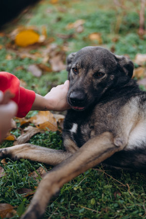 Vertical close-up shot of a human hand gently stroking the head of a dark mixed-breed dog lying on...