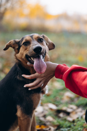 Vertical close-up portrait of a happy mixed-breed dog panting with tongue out, being gently stroked on its neck by a human hand in an autumn park.の写真素材