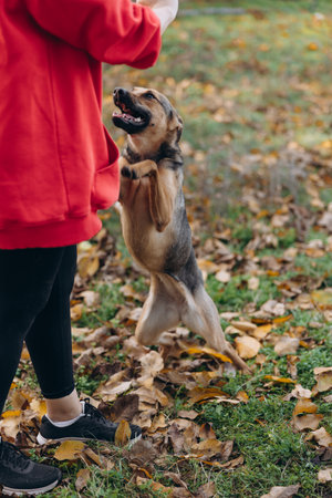 Vertical shot of an energetic mixed-breed dog standing on its hind legs to play or receive treat from owner during an outdoor session in autumn park.の写真素材