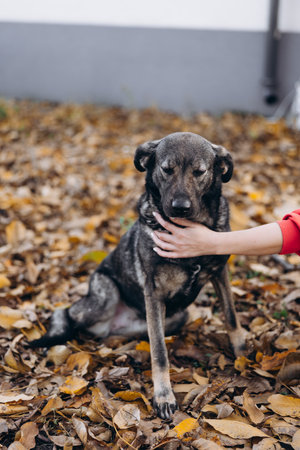 Vertical portrait of a sad dark mixed-breed dog being gently held and calmed by human hands, sitting on brown autumn leaves.の写真素材