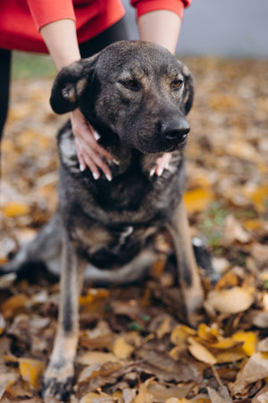 Vertical portrait of a sad dark mixed-breed dog being gently held and calmed by human hands, sitting on brown autumn leaves.の写真素材