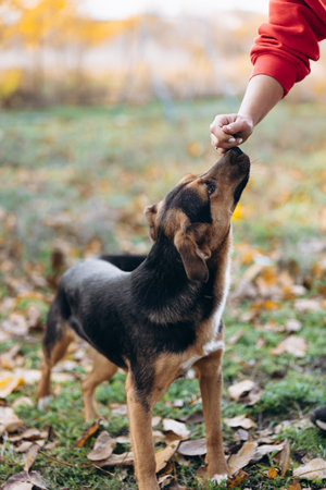 Vertical shot of a mixed-breed dog standing on the grass and autumn leaves, looking up and taking a treat or food from a human hand during training.の写真素材