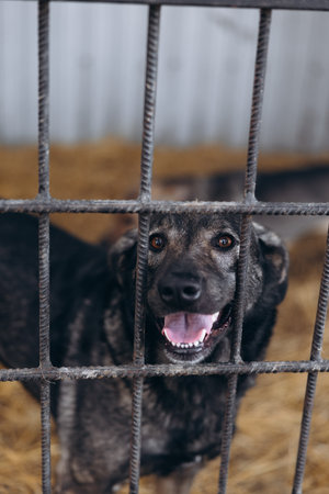 Vertical close-up portrait of a dark mixed-breed dog looking directly at the camera through the metal bars of its kennel in an animal shelter.の写真素材