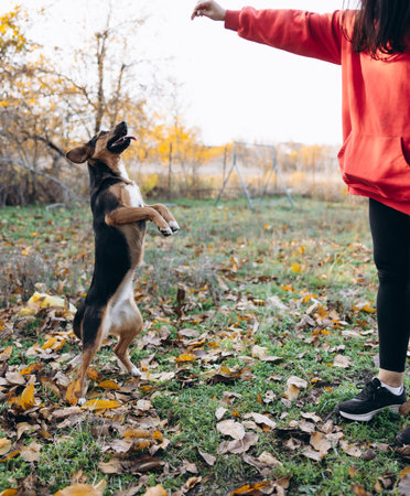Vertical action shot of an eager mixed-breed dog jumping up on its hind legs to reach for a treat or command from a human hand in an autumn park.の写真素材