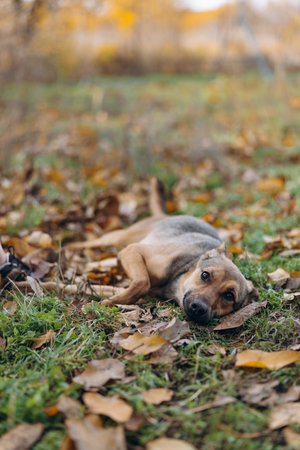 Vertical, low-angle portrait of a calm mixed-breed dog lying relaxed on the ground among green grass and fallen brown autumn leaves.の写真素材