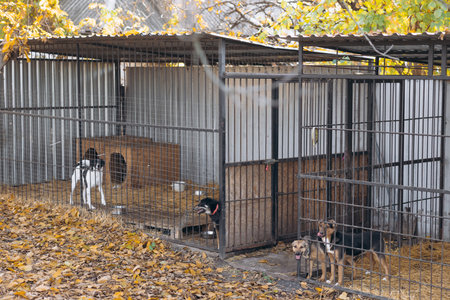 Several mixed-breed stray dogs standing in outdoor metal kennels at an animal shelter on a sunny autumn day with fallen leaves on the ground.の写真素材