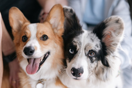 Close-up portrait of two Welsh Corgi dogs sitting together. Fawn and white corgi with blue merle corgi looking at camera with happy expressions. Fluffy pets with posing indoors.