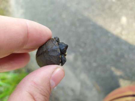 very small turtle in hand a very small turtle is held in its hands, it hides its head in a shell