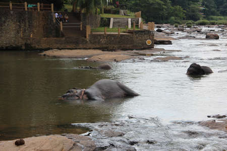 Elephants are swimming in the river. Elephant farm in Sri Lanka. Hot Summer.の写真素材