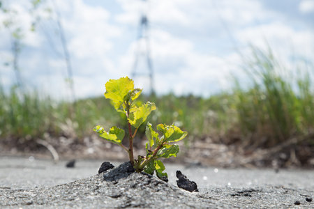 Green tree growing from gray asphalt.Small green tree broke the gray asphalt and grew out of itの写真素材