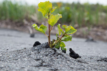 Green tree growing from gray asphalt.Small green tree broke the gray asphalt and grew out of itの写真素材