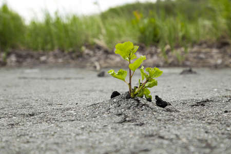 Green tree growing from gray asphalt.Small green tree broke the gray asphalt and grew out of itの写真素材