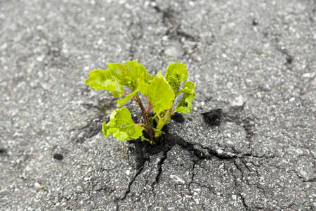 Green tree growing from gray asphalt.Small green tree broke the gray asphalt and grew out of itの写真素材