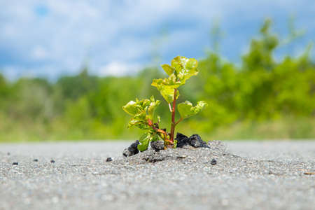 Green tree growing from gray asphalt.Small green tree broke the gray asphalt and grew out of itの写真素材