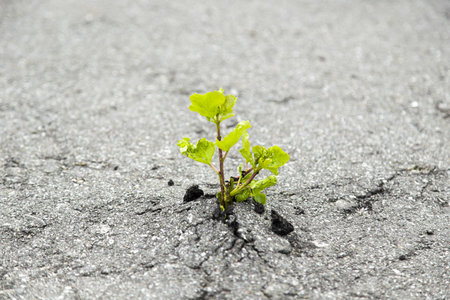 Green tree growing from gray asphalt.Small green tree broke the gray asphalt and grew out of itの写真素材