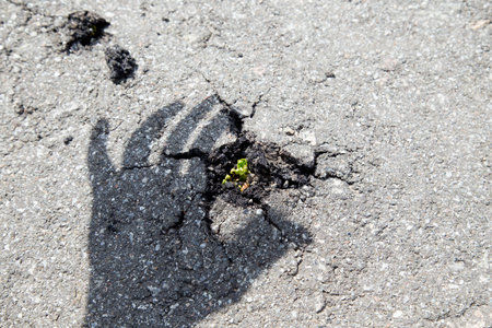 Green tree growing from gray asphalt. A small green tree broke the gray asphalt and grew out of it, view from the topの写真素材