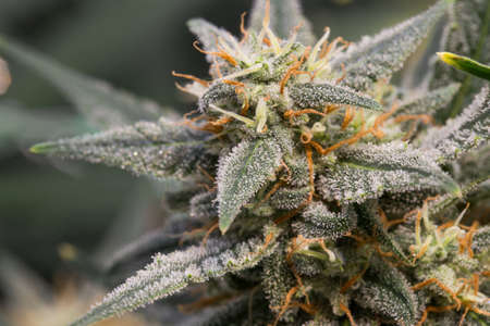 the green flowers of marijuana are ripe. Conoabis flowering stageの写真素材